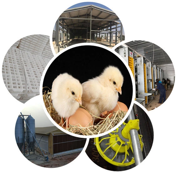 Low Cost Self Manufactured Semi-Automatic Modern Poultry Farm Equipment